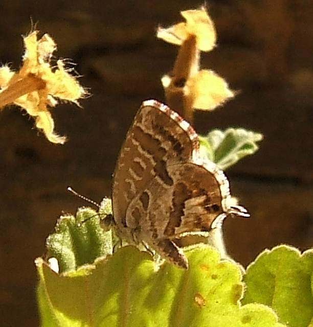 Cacyreus marshallii Cacyreus marshallii